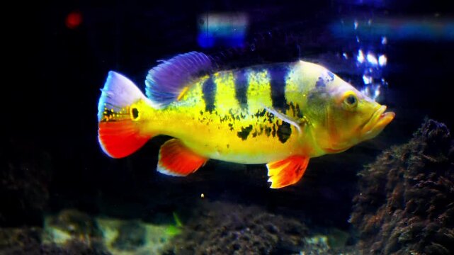 Datnioides microlepis, also known as Indonesian grouper, Indo datnoid, Indonesian tiger fish, or smooth-scaled tiger fish, swims in an aquarium