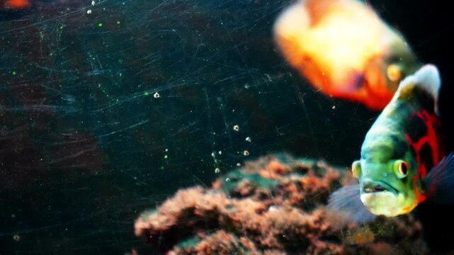 Astronotus Ocellatus swimming in a group in an aquarium