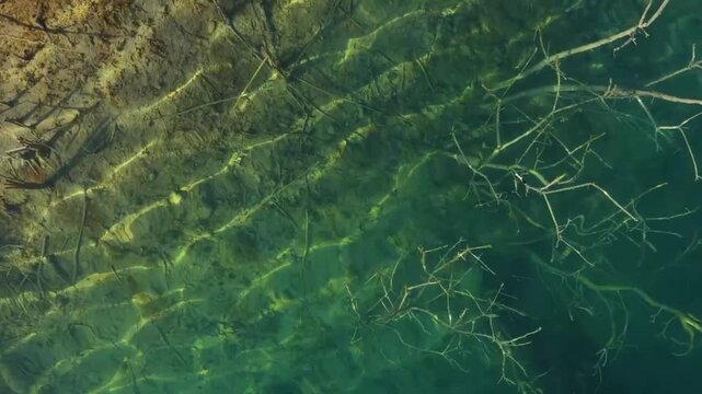 Top down view of clear emerald green water with sunlight caustics reflecting over submerged dead tree branches and lakebed shore