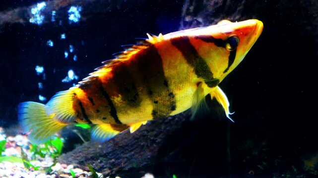 Datnioides microlepis in aquarium, its scales have black stripes