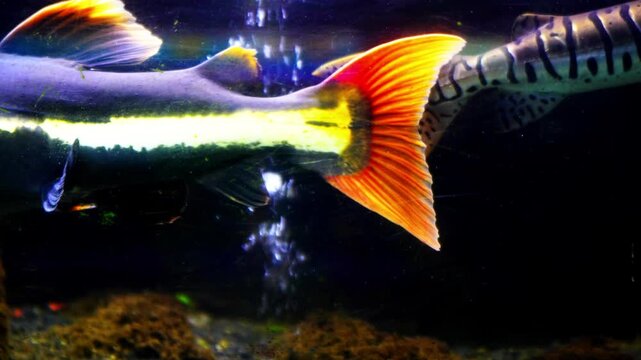 Tiger catfish (pseudoplatystoma fasciatum) and redtail catfish (phractocephalus hemioliopterus) living together in an aquarium