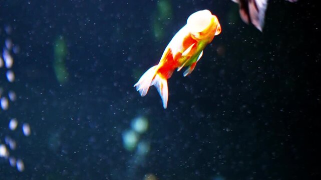 tocarassius auratus or bubble eye goldfish swimming in aquarium