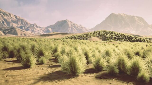 Golden hour grass tufts across arid plain, soft warm light bathing low vegetation and rocky foothills with long shadows and tranquil mountain silhouette evoking