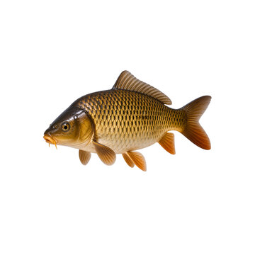 Freshwater carp fish isolated detailed aquatic animal with golden scales realistic river wildlife