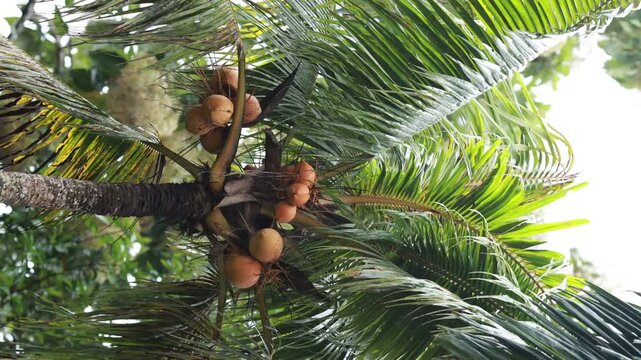 Close-up of young coconut palm fruits growing on a coconut tree in bright sunlight