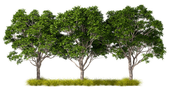 Landscaping environmental forested elements isolated on transparent backgrounds 3d illustrations png