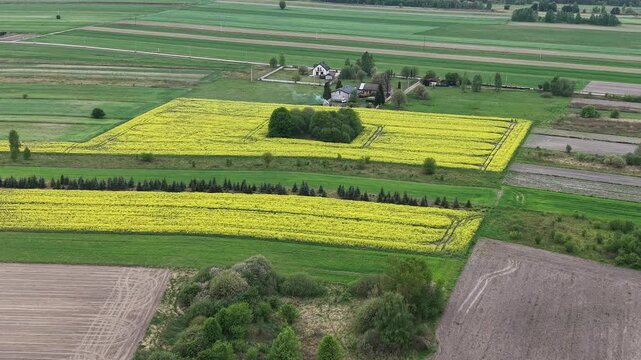 Countryside Aerial View of Rapeseed Field in Bloom