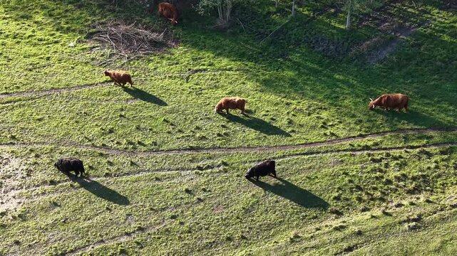 Scattered cows grazing on bright grassland