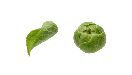 Fototapeta premium Fresh Green Hydrangea Flower Bud and Single Leaf