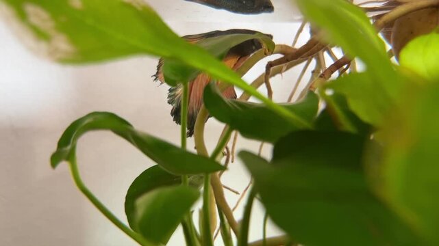Betta Fish with The Miniature Oasis