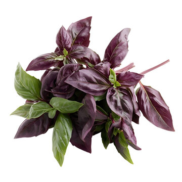 Fresh green and purple basil herb sprigs, healthy ingredient for gourmet dishes.