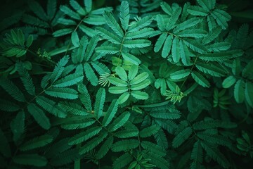 green leaves background © Thayanithy