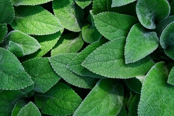 Fototapeta premium green leaves background