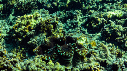 A vibrant underwater photograph of a healthy coral reef ecosystem teeming with marine life, colorful corals, and tiny reef fish under sunlit blue ocean water. © Rama