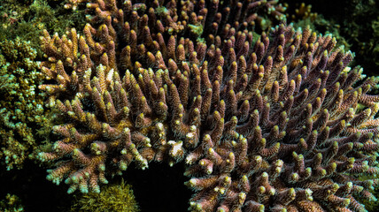 A close-up underwater macro photograph of a dense cluster of branching staghorn corals on a tropical ocean seabed, highlighting marine ecosystem structures. © Rama