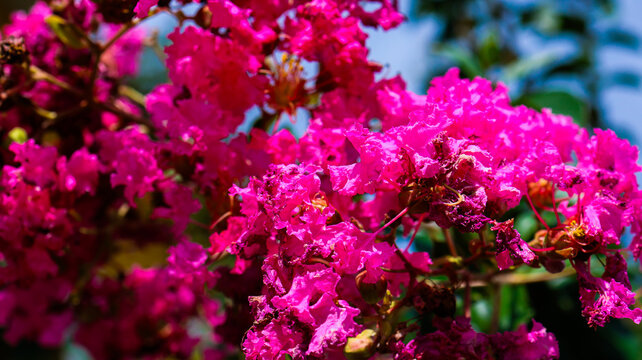 A vibrant macro close-up photograph of bright magenta pink crape myrtle blossoms blooming in cluster, creating a stunning and colorful botanical nature background.