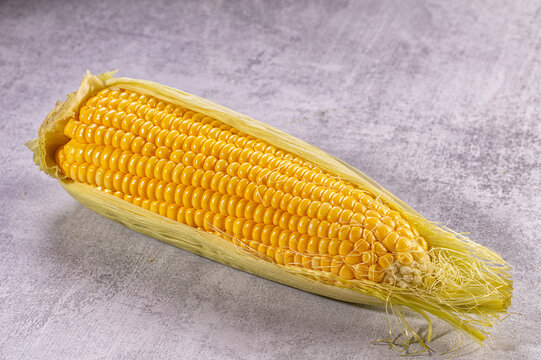Fresh yellow corn on cob with husk partially peeled on textured gray background