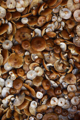 Fototapeta premium Abundant Array of Brown Mushrooms: Nature's Fungal Diversity in Close-Up
