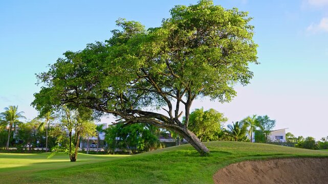 Sand bunkers on a beautiful golf course. Tropical landscape. Green course, trees, and blue sky. Golf vacation in the Dominican Republic. Golf course with fairway.