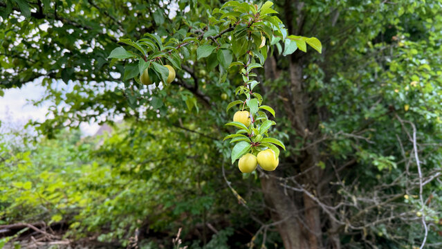 Branch of yellow mirabelle plums hanging from a green leafy tree in a natural outdoor setting 