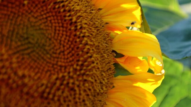 Macro footage of a honey bee collecting nectar on the vibrant center of a blooming sunflower. Detailed shot showcases the natural spiral structure of florets, pollination process, and soft summer sunl
