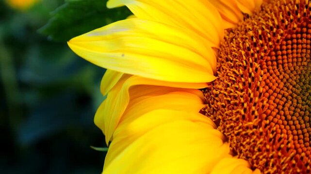 Detailed macro shot of a sunflower head focusing on bright yellow petals and a textured center. Soft sunlight highlights the rich colors, orange hues, and natural plant structure during summer season.