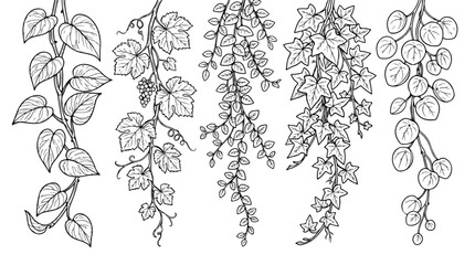Fototapeta premium Hand drawn hanging plants line art, black and white botanical leaf sketches, set of 5 trailing vine illustrations for wedding invitations and decor