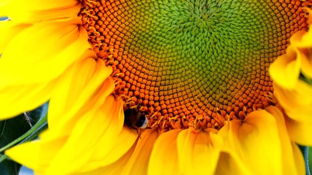 A bumblebee collects nectar on a bright yellow blooming sunflower. Detailed macro shot of inflorescence showing symmetrical spiral patterns of disc florets under natural sunlight.