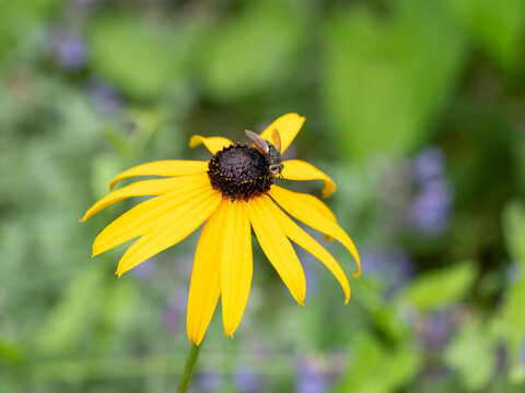 Bio Diversity - Tachina fera - Tachinid Fly on Black Eyed Susan Flower