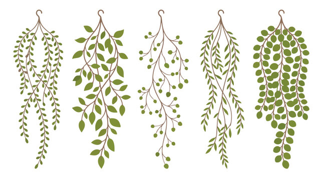 Hanging green plants collection, 5 trailing indoor vine vector illustrations, hand drawn botanical foliage set for home decor and wedding design