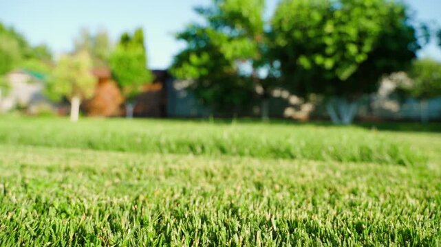 Green lawn grass in backyard garden with blurred trees background 