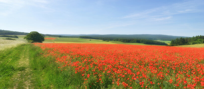 Mohnfeld in der Eifel
