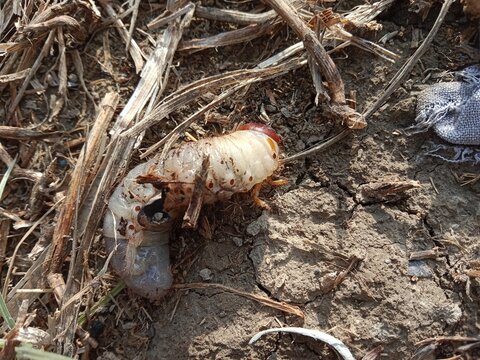 Close-up of a rhinoceros beetle larva resting on natural soil, highlighting its segmented creamy white body, brown head capsule, and detailed insect anatomy in a natural environment.