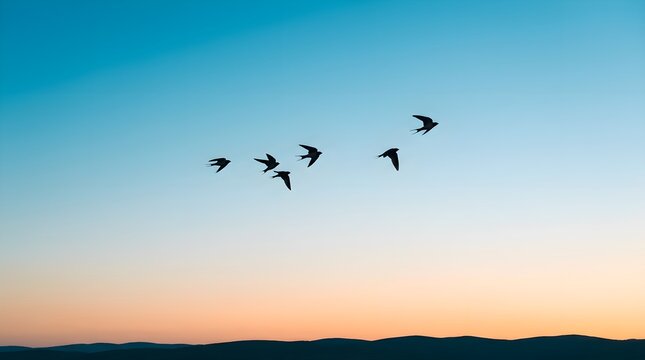 Flock of birds flying in evening sky. Silhouette of wild birds gliding at sunset.