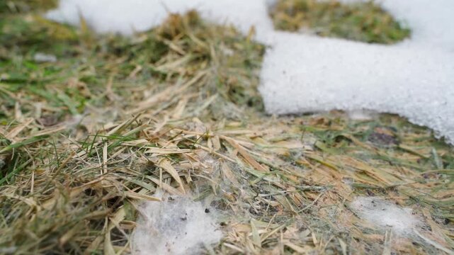 Melting snow revealing dead grass with snow mold on lawn close-up 