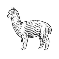 Fototapeta premium Alpaca with detailed linework and shading. Vintage woodcut engraving linocut vector illustration.