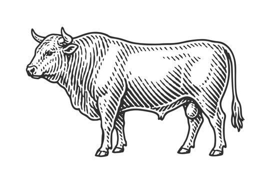 Bull. Vintage woodcut engraving linocut vector illustration.