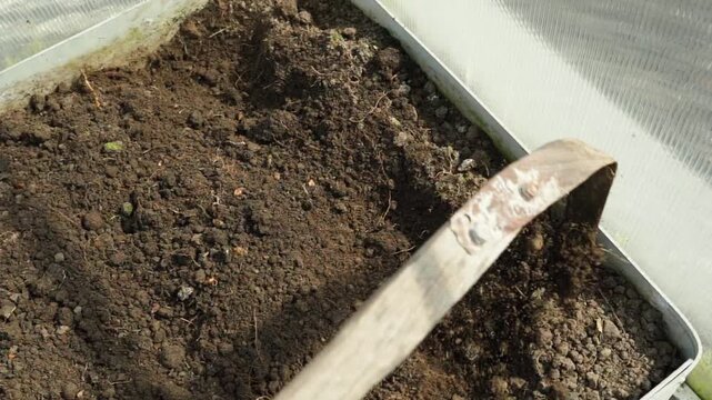 Loosening greenhouse bed soil with hand cultivator top view 