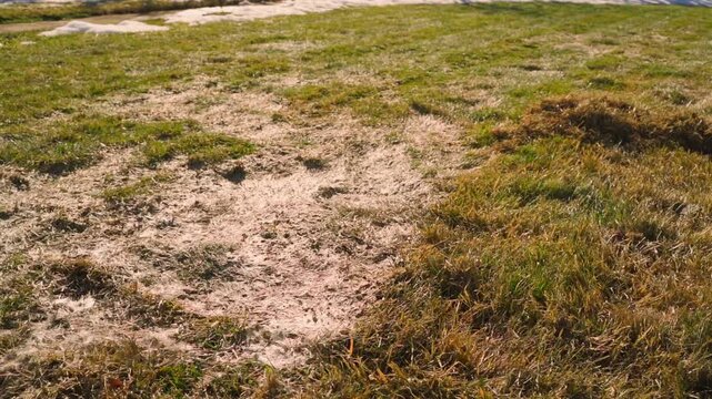 Damaged lawn with dry patches and dead grass in early spring 