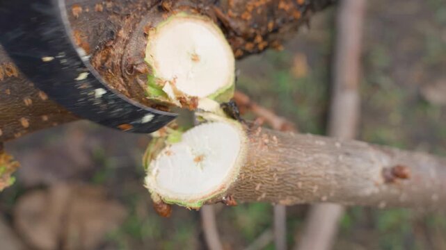 Cutting tree branch with cordless electric pruner close-up 