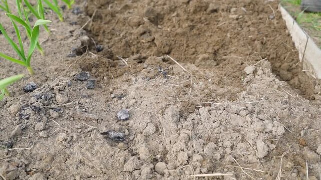 Loosening garden bed soil with hand cultivator slow motion close-up 