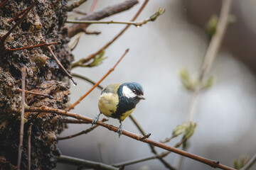 Great Tit Perched on Woodland Branch in Humford Woods, Northumberland © Neil_Benison_Photos