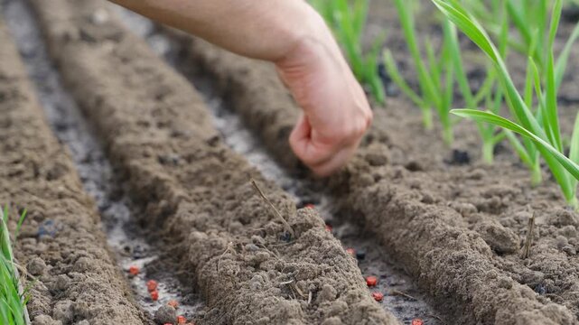 Man sowing red pea seeds in rows in garden bed by hand close-up 
