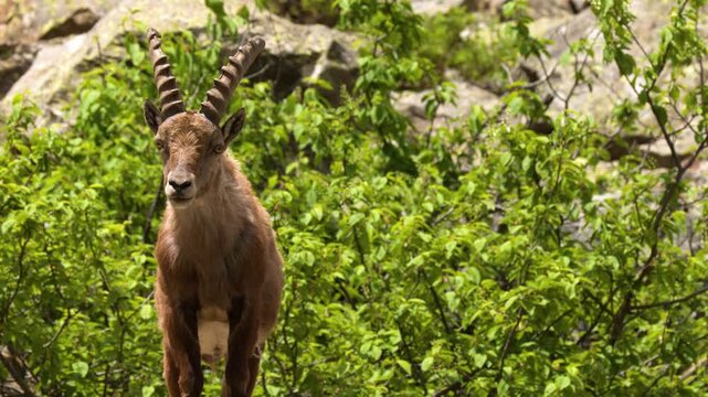Alpine Ibex Standing Still in Rocky Mountain Terrain