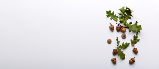 Branch with green oak tree leaves and acorns on colored background, close up top view © sosiukin