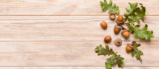Branch with green oak tree leaves and acorns on colored background, close up top view © sosiukin