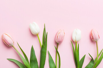 Fototapeta premium Pink and white tulips on a colored holiday frame Background. Floral spring background for March 8, birthday, mother's day. copy space top view flat lay