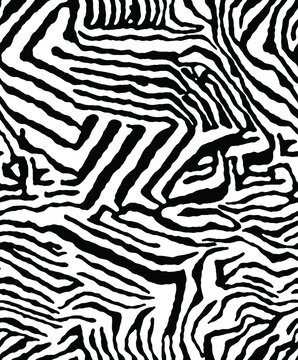 zebra animal skin seamless pattern, vector illustration 