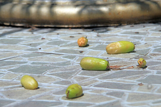 Fresh Belimbing Wuluh Fallen on Stone Floor Background