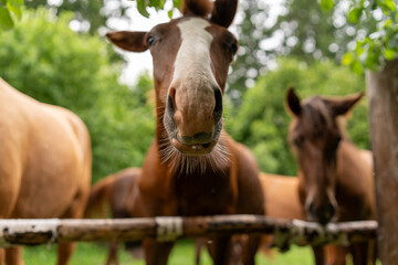 Naklejka premium Brown horses behind wooden fence in paddock. Herd of domestic stallions with white blaze mark markings looking at camera near green forest trees for country ranch nature concept.